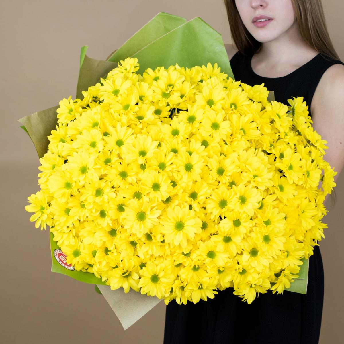 Хризантема кустовая желтая (Артикул  4424ebr)