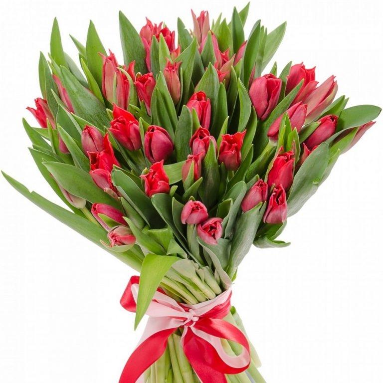Красные тюльпаны 25 шт (артикул букета   6960e)